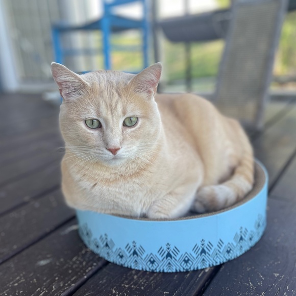 Meet your Posher, Sylvia - Picture 2 of 5